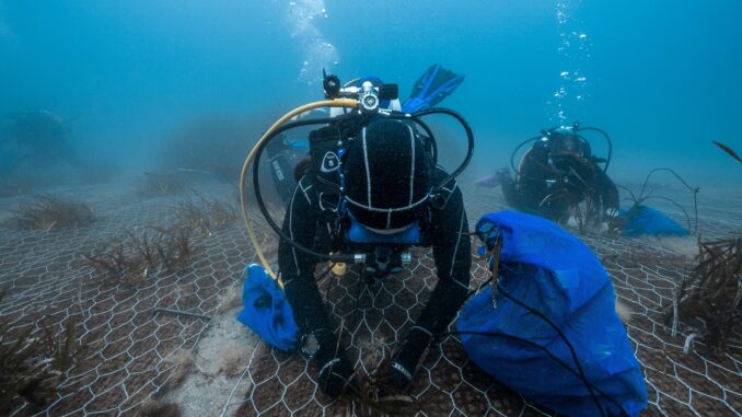 https://www.vocenews.it/wp-content/uploads/2024/06/RIFORESTAZIONE-POSIDONIA_VoceNews.jpg