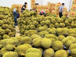 durian biodiversità